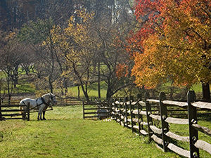 Horse and Pasture