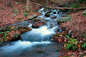 Forest Stream