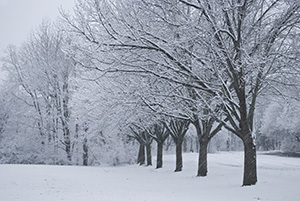 Trees in the Snow